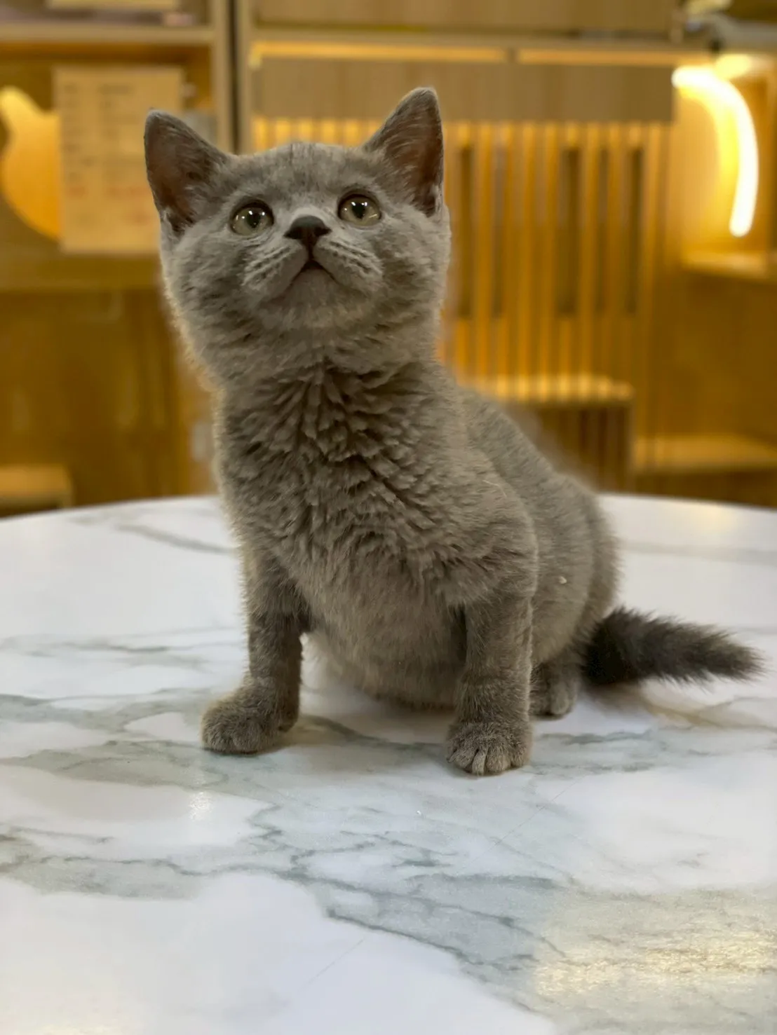 藍貓英短弟弟114/10/20出生(芝麻糊