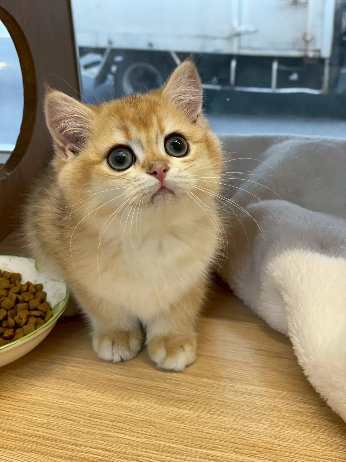 金漸層英短妹妹114/10/10出生(煎餃