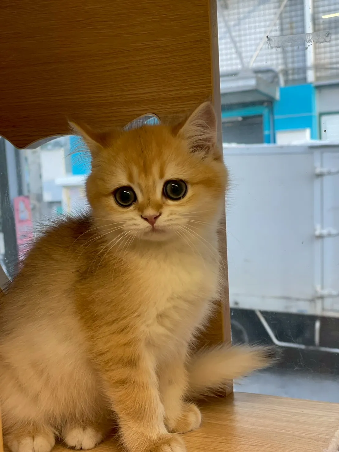 金漸層英短妹妹114/10/10出生(鍋貼