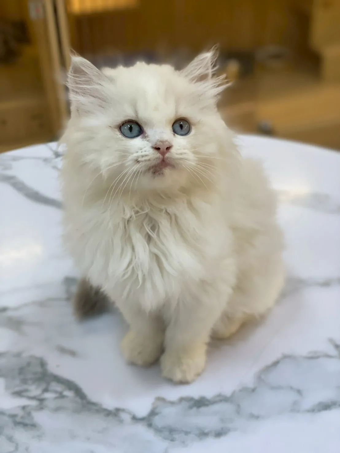 布偶弟妹妹14/11/12出生(龍眼