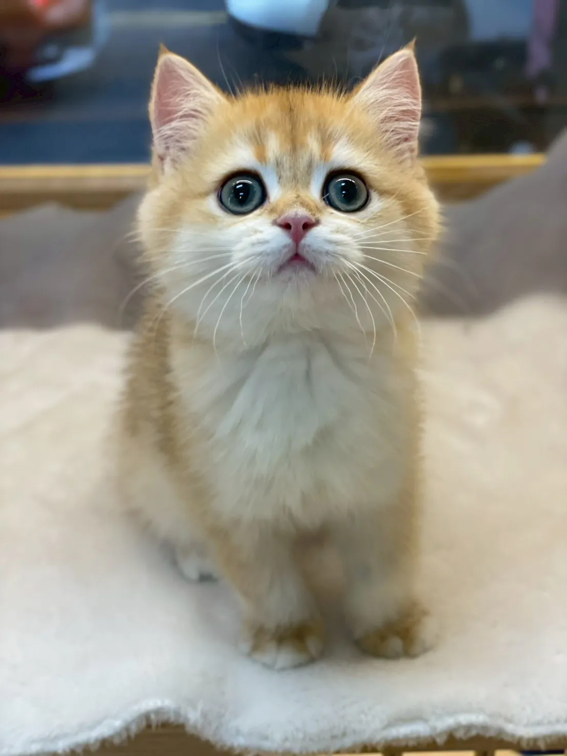 金漸層英短妹妹114/10/10出生(已有家長)