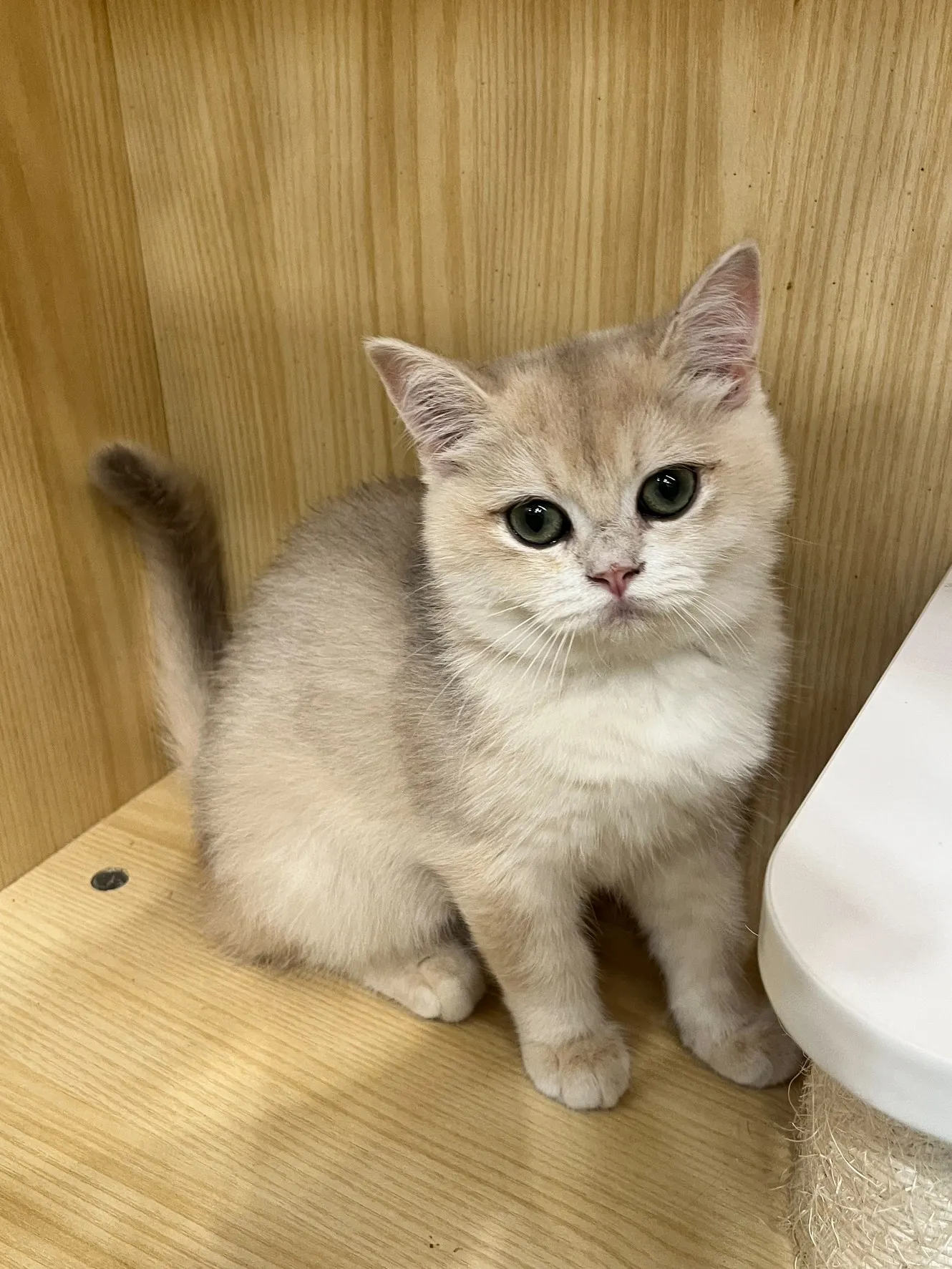 東)焦糖藍金英短妹妹 114/09/15出生(可可