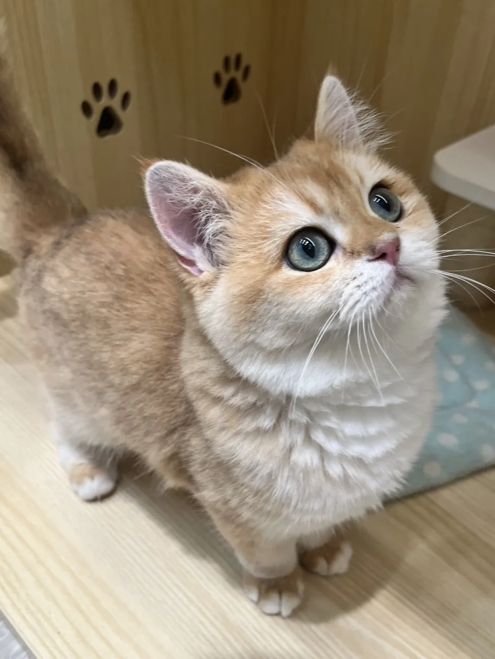 東)12色漸層英短弟弟出生114/07/09出生 (已有家長)