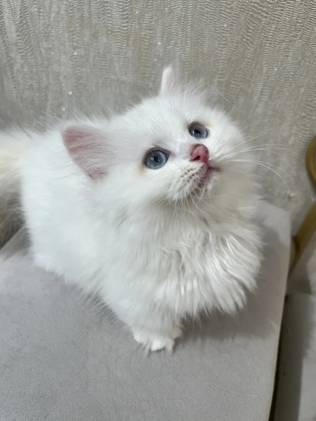 白小步舞曲妹妹114/11/12出生(佳佳