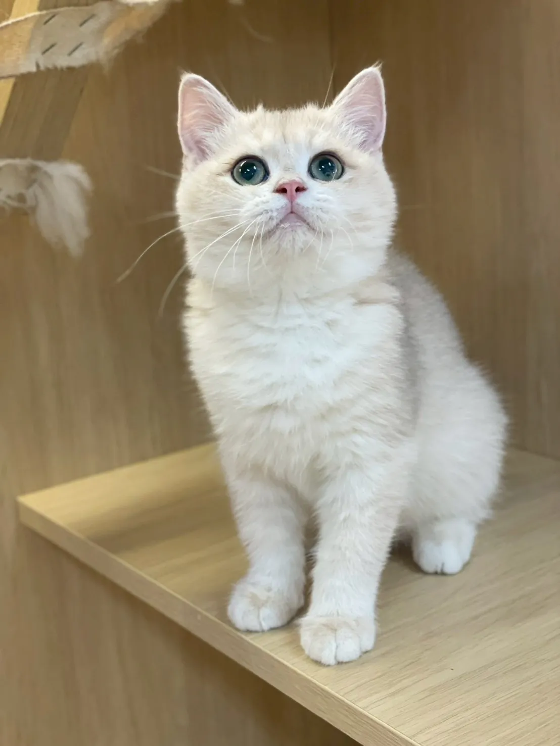 焦糖藍金英短妹妹出生114/09/15出生(已有家長)