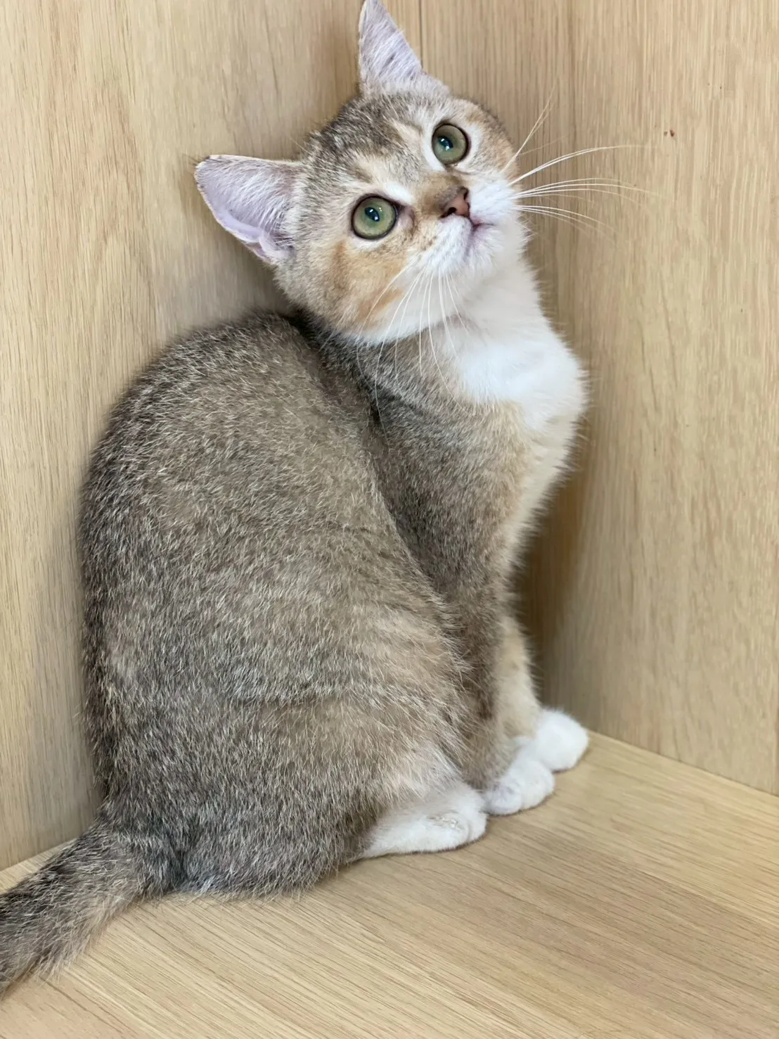 黑金英短妹妹出生114/09/15出生(已有家長)