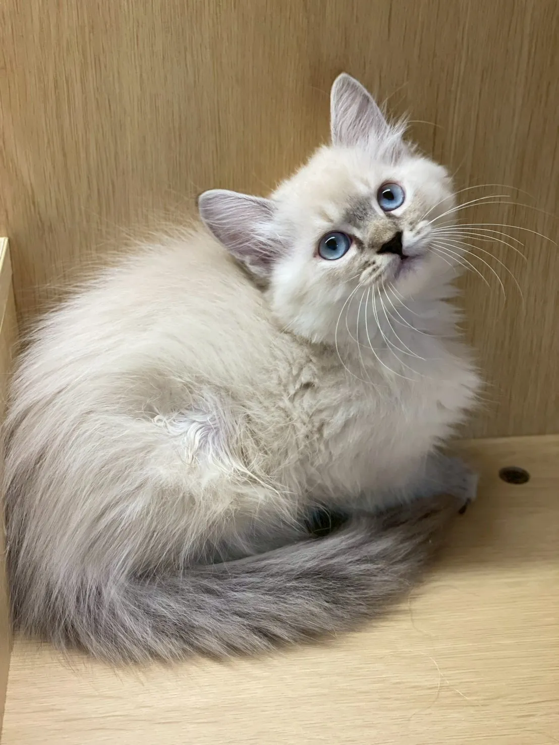 山貓纹布偶妹妹114/11/11出生(已有家長)