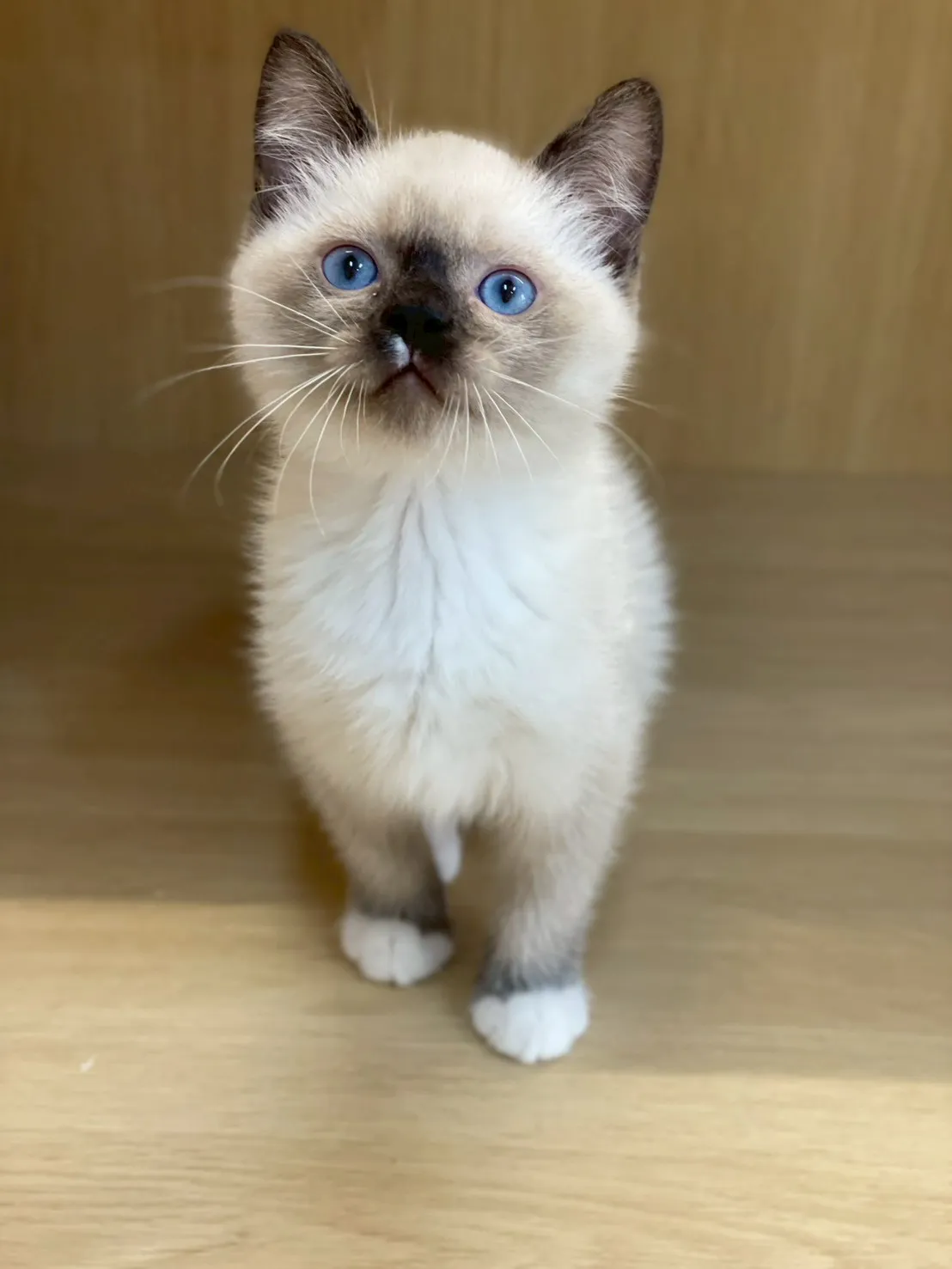 重點色布偶弟弟114/11/11出生(已有家長)