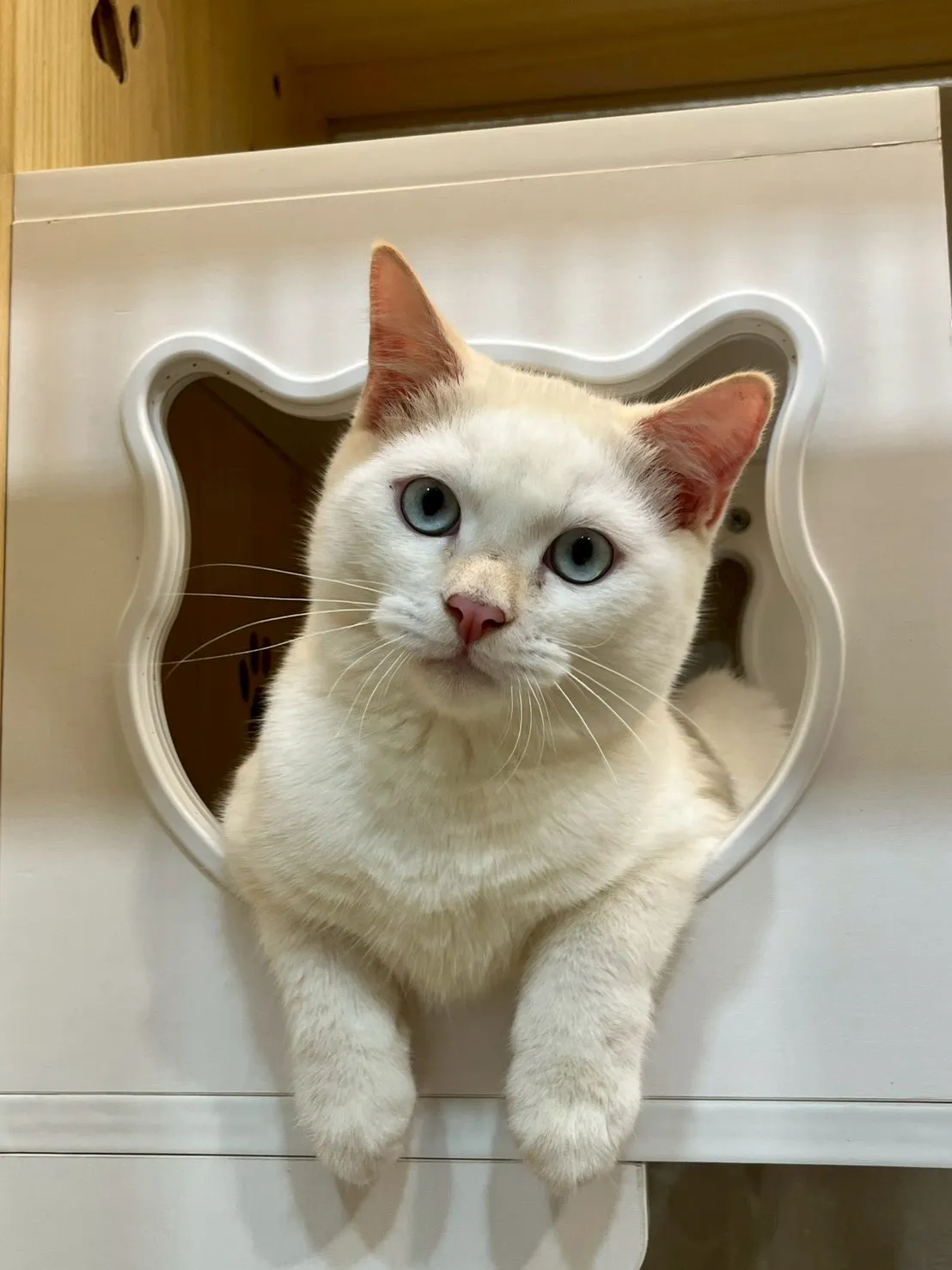 白英短弟弟114/08/05出生(睿睿