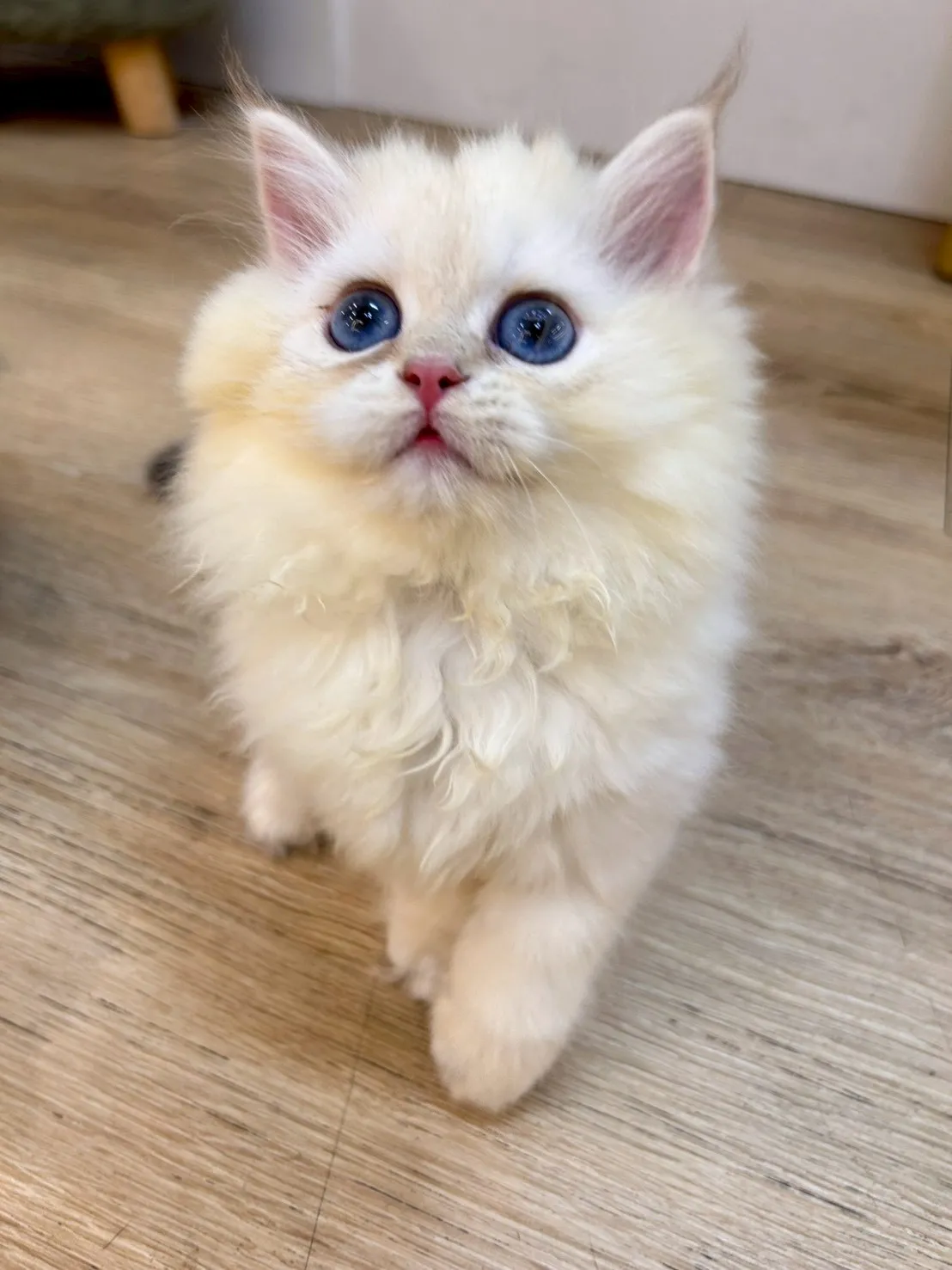 英長妹妹114/11/25出生(花椰菜