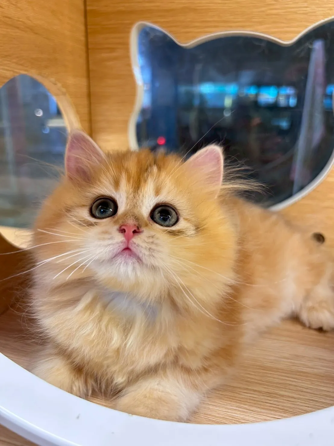 金虎斑英長妹妹114/11/25出生(雞塊