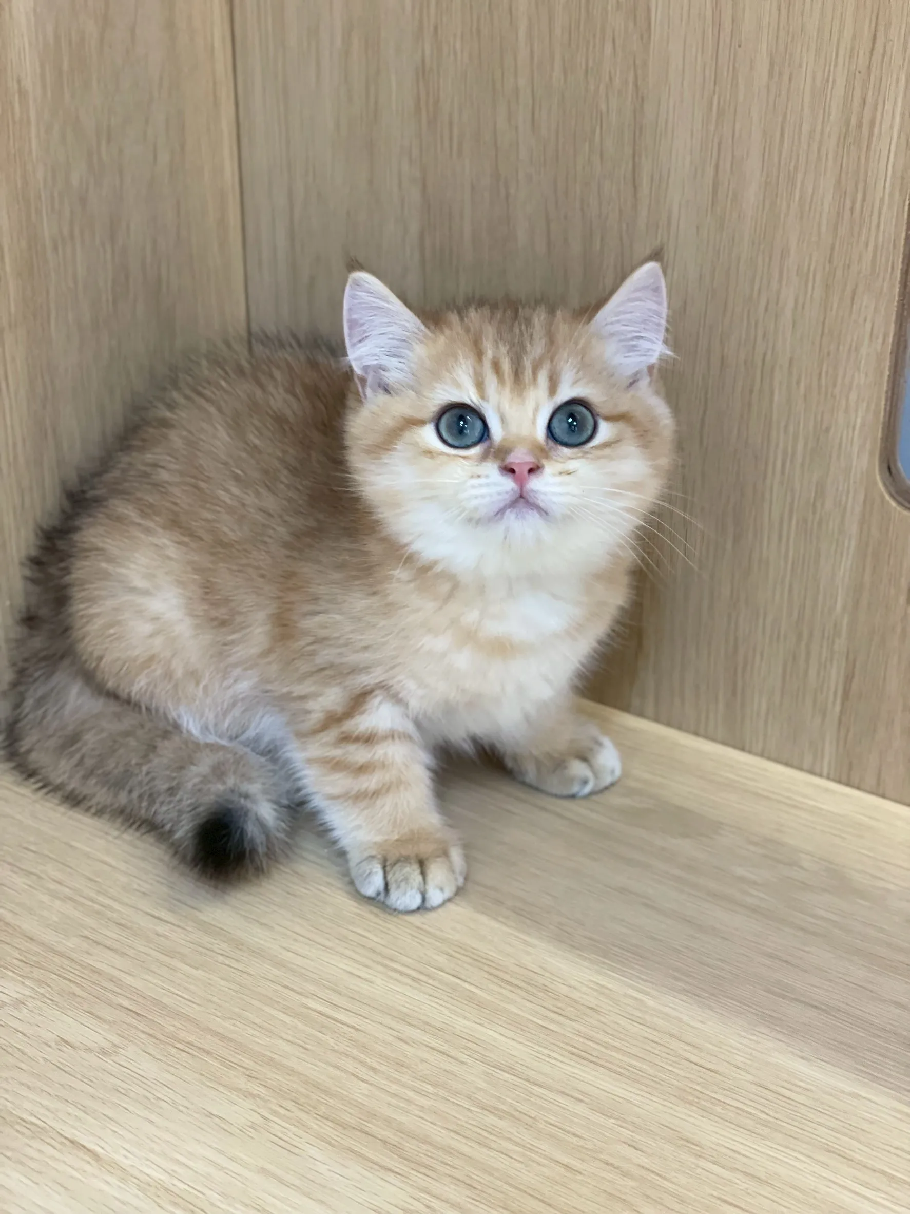 金虎斑英短弟弟出生114/11/25出生(糖醋醬