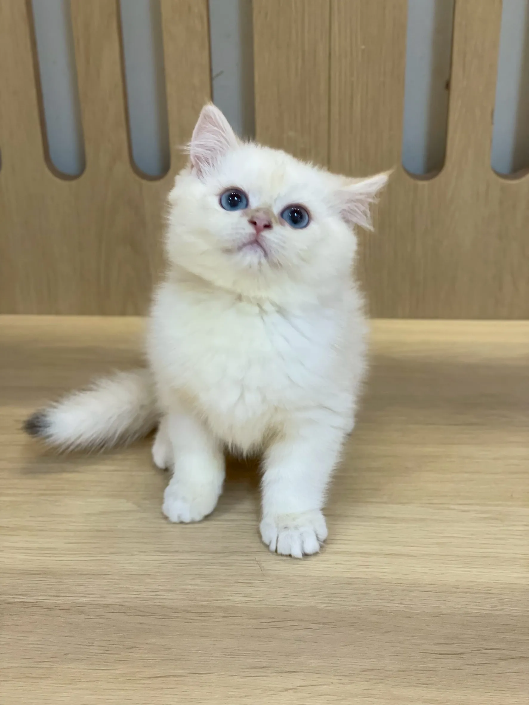 英短妹妹出生114/11/25出生(白醬