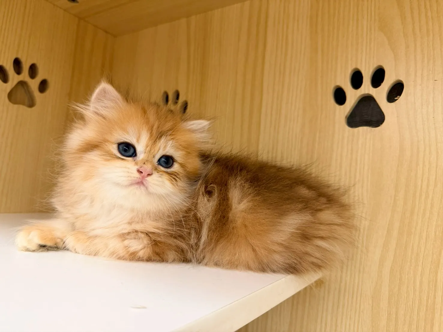 東)熊版金虎斑英長弟弟 114/12/20 (金多多