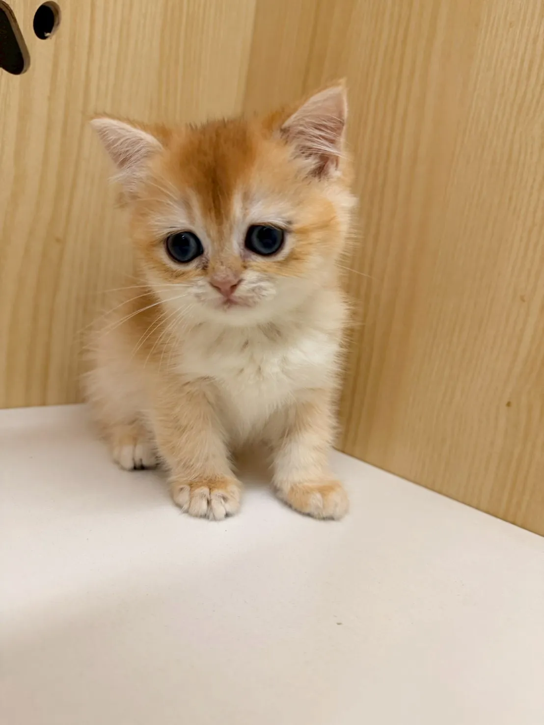 東)熊版金漸層英短妹妹 114/12/20 (金咪-已有家長