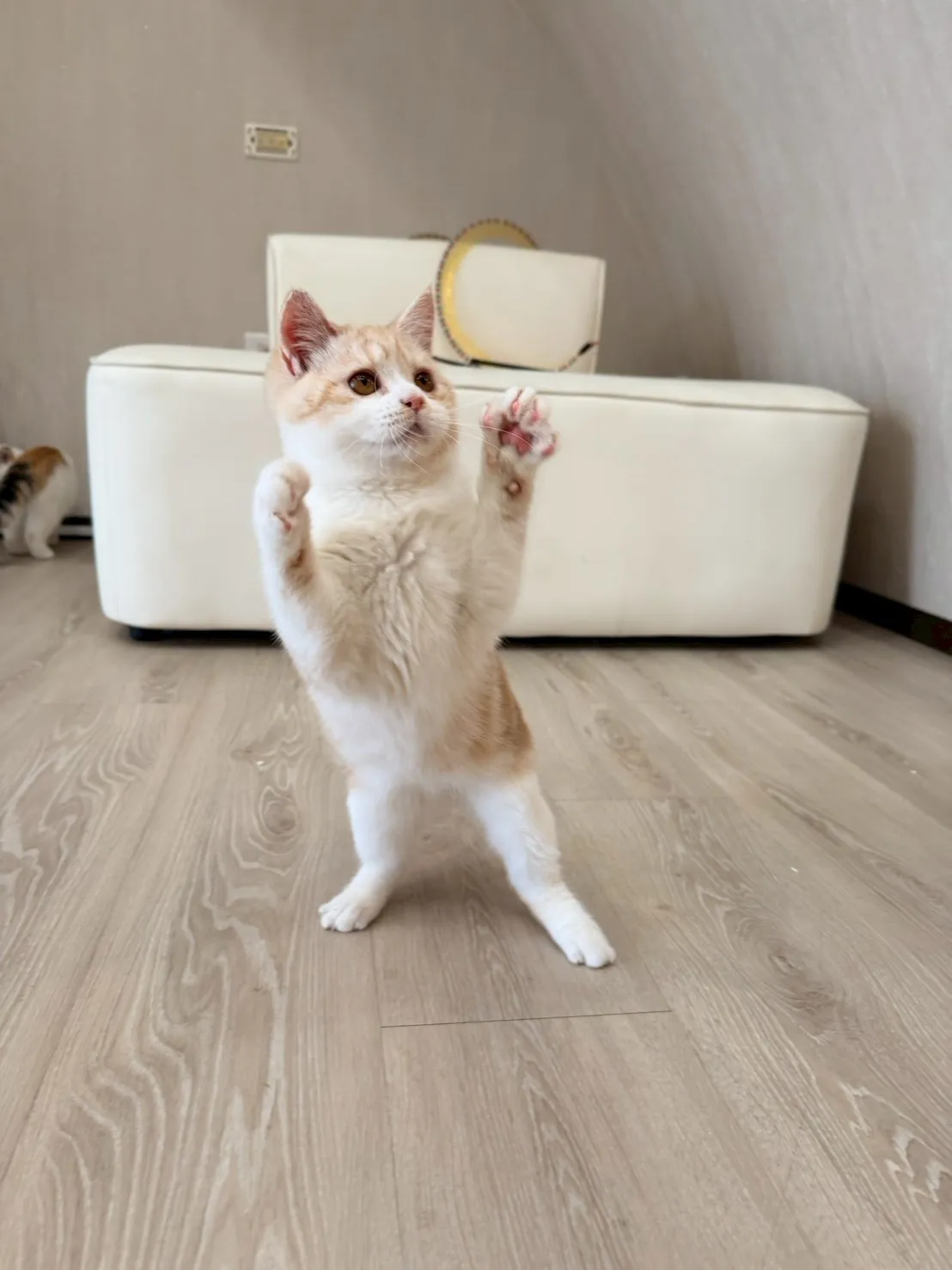 東)美短紋妹妹 114/10/05出生 (小美