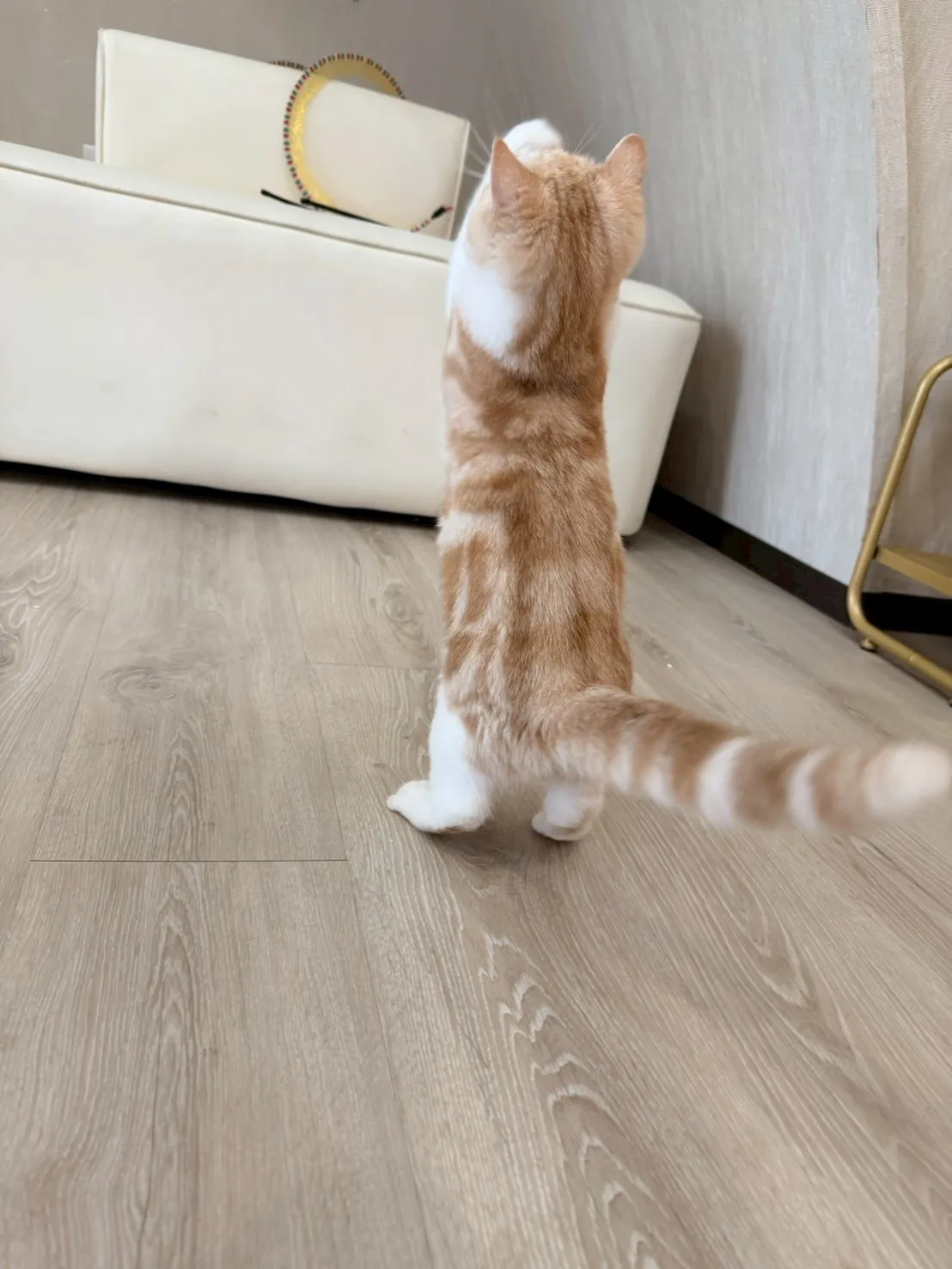 東)美短紋妹妹 114/10/05出生 (小美