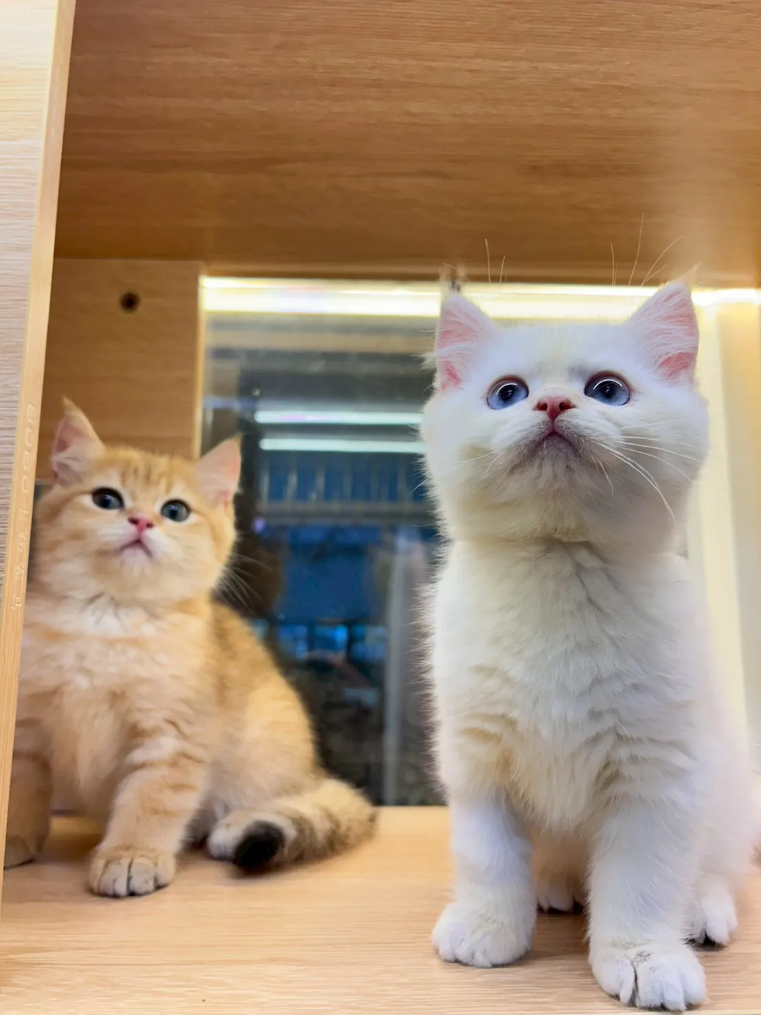 金虎斑英短弟弟出生114/11/25出生(糖醋醬