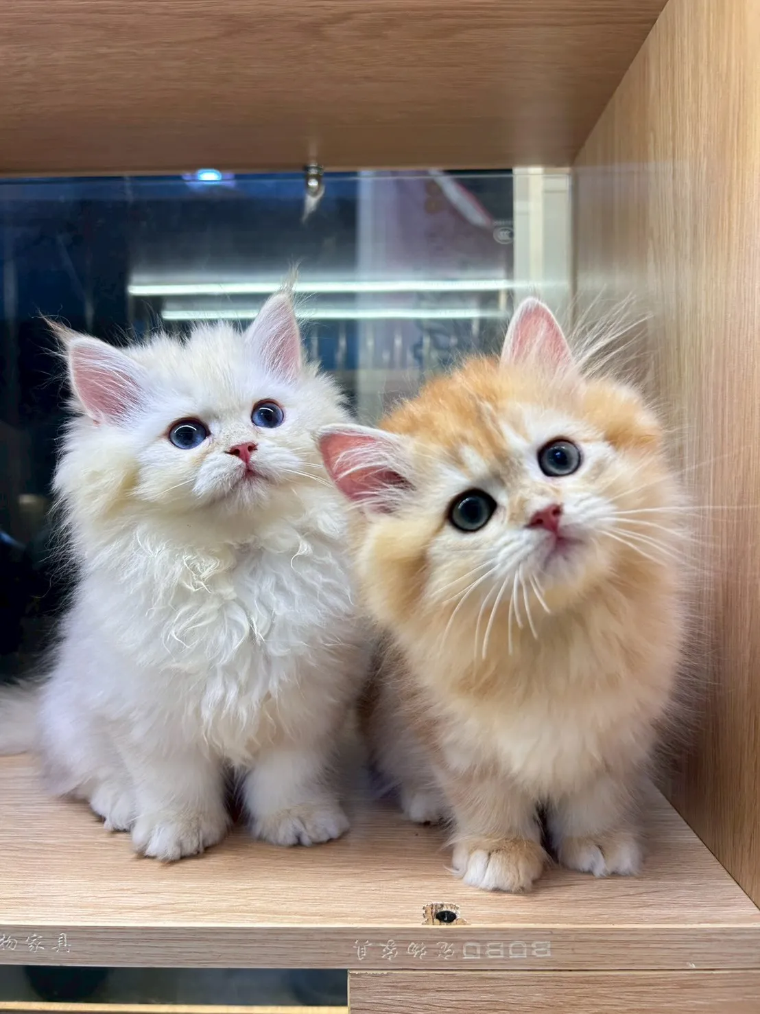 金虎斑英長妹妹114/11/25出生(雞塊