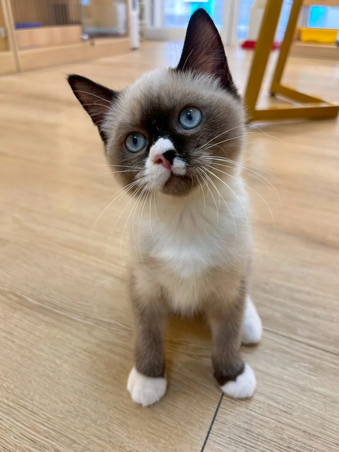 重點色布偶弟弟114/11/11出生(已有家長)