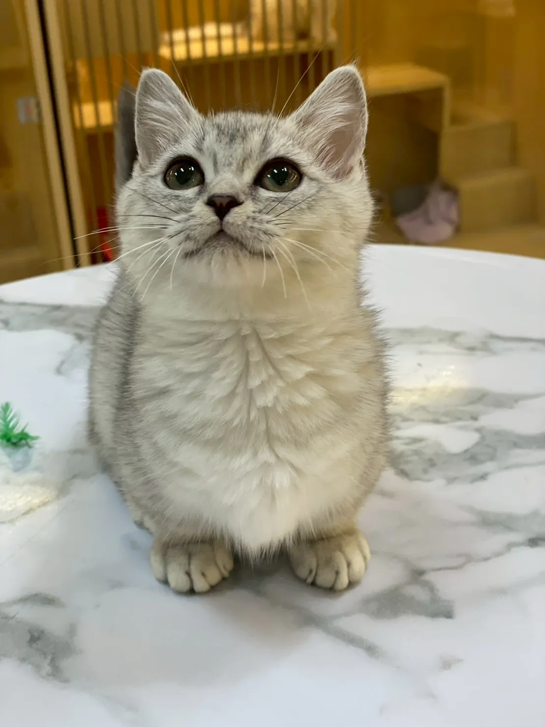 銀漸層曼赤肯妹妹114/11/28出生(奶姬