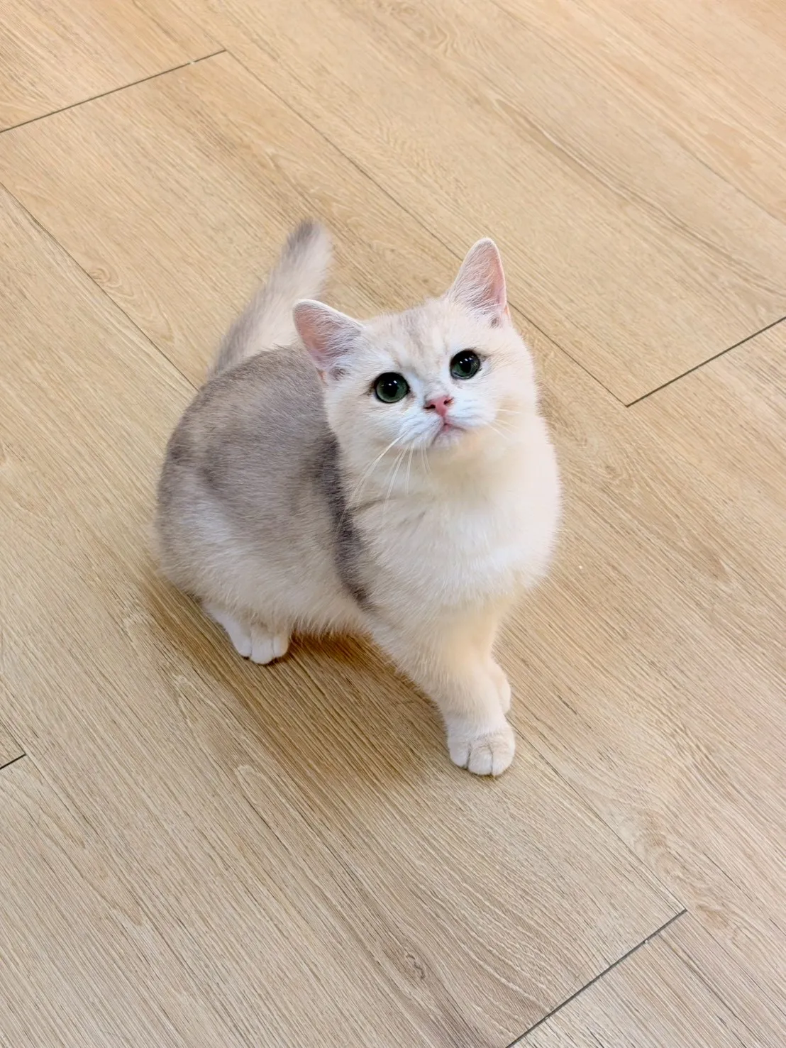 焦糖藍金英短妹妹 114/09/15出生(可可