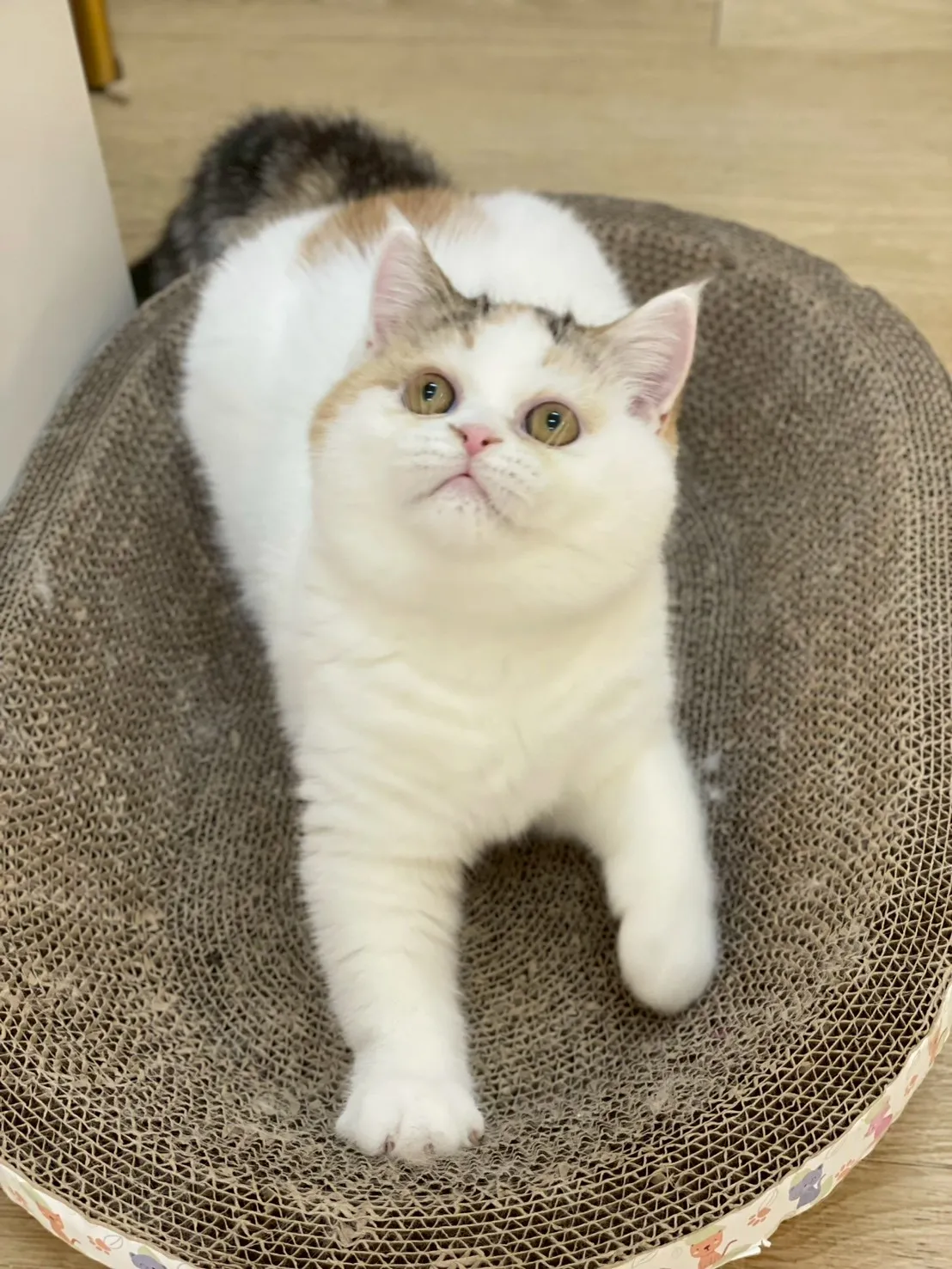 三花英短妹妹114/10/05出生(小花