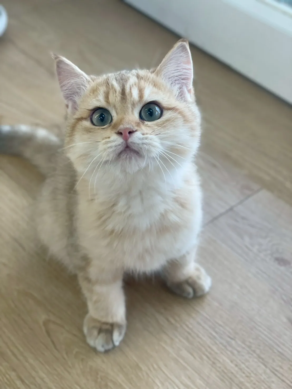 金虎斑英短弟弟出生114/11/25出生(已有家長