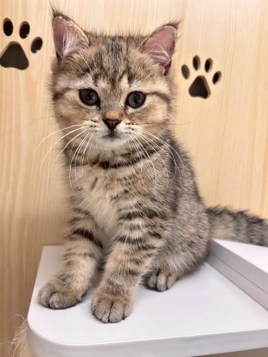 虎斑英短弟弟114/12/10出生(豬排