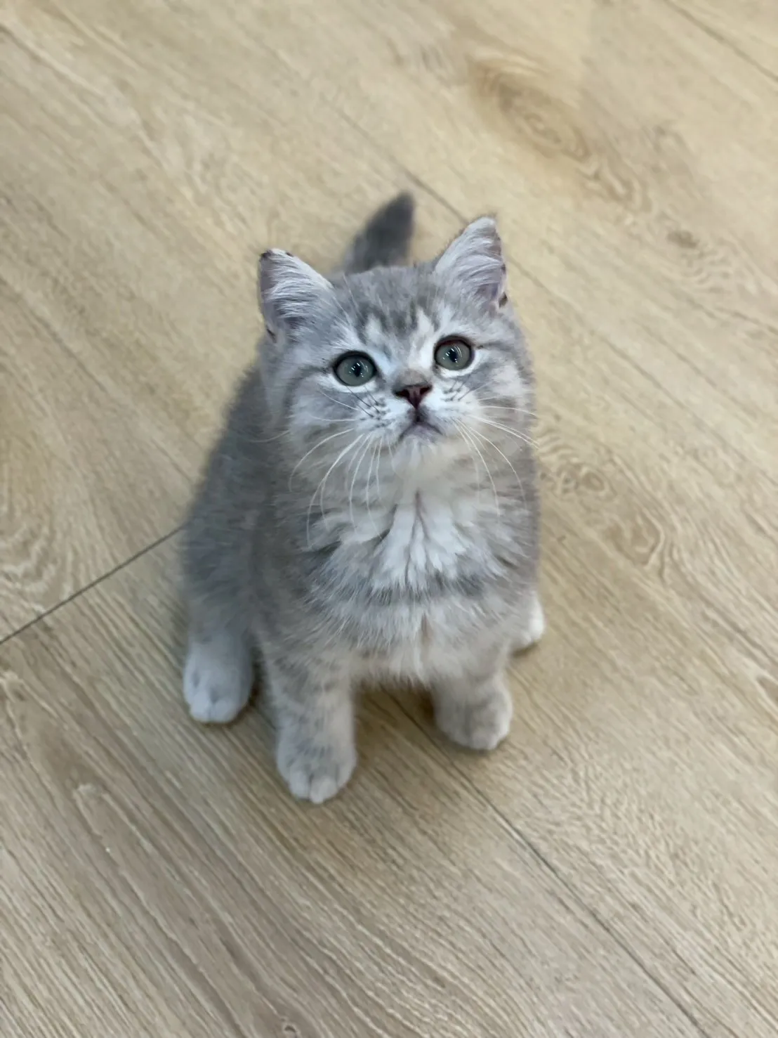 藍銀虎斑英短弟弟114/12/10出生(魚排