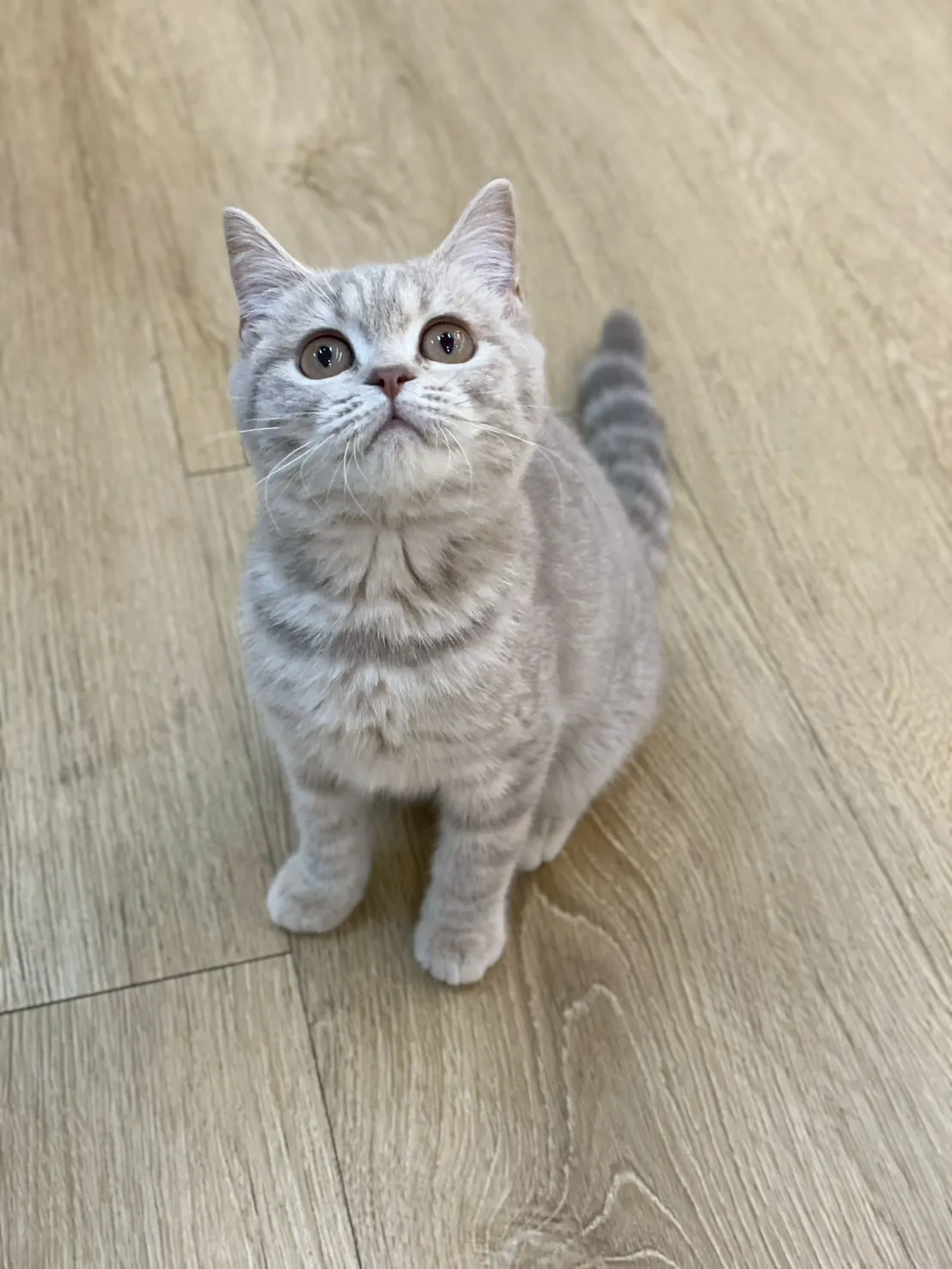 紫丁虎班英短妹妹114/11/10出生(果凍