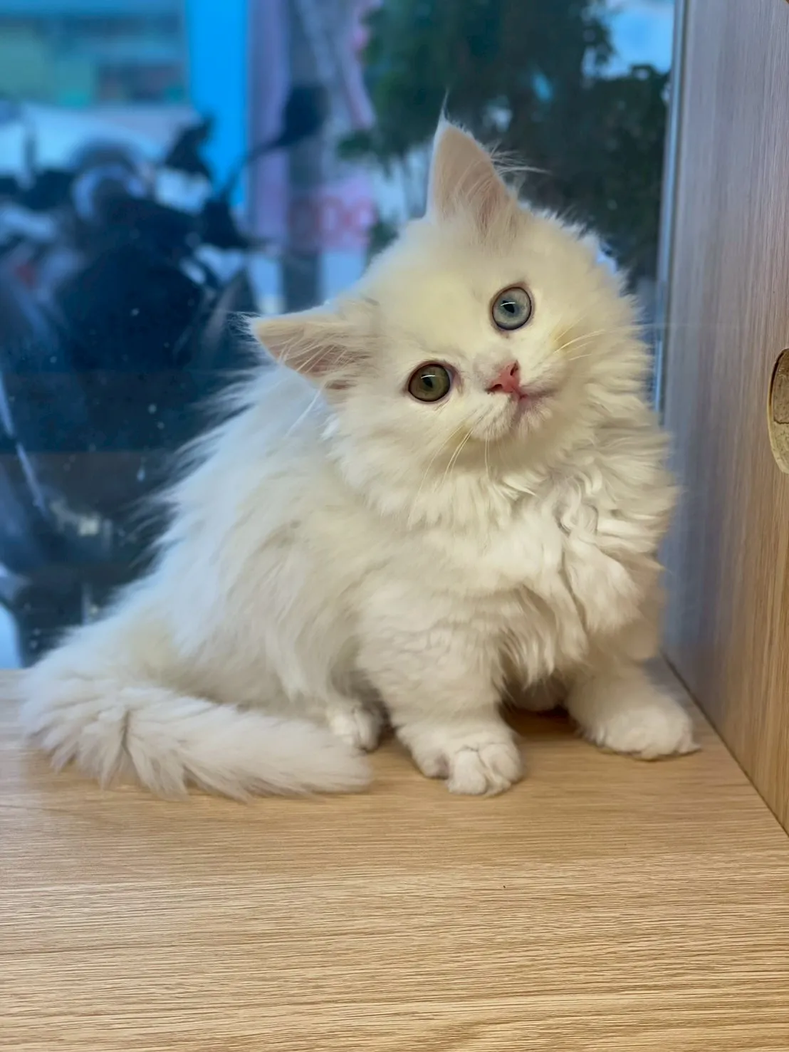 異瞳白小步舞曲妹妹115/01/05出生(白糰糰