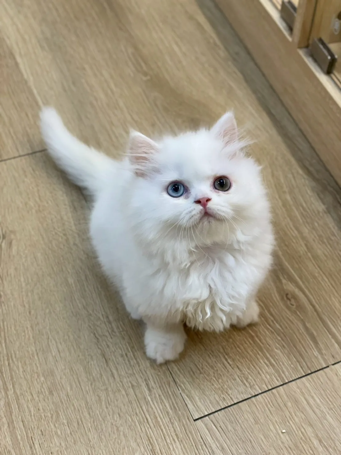 異曈白小步舞曲妹妹115/01/05出生(已有家長)