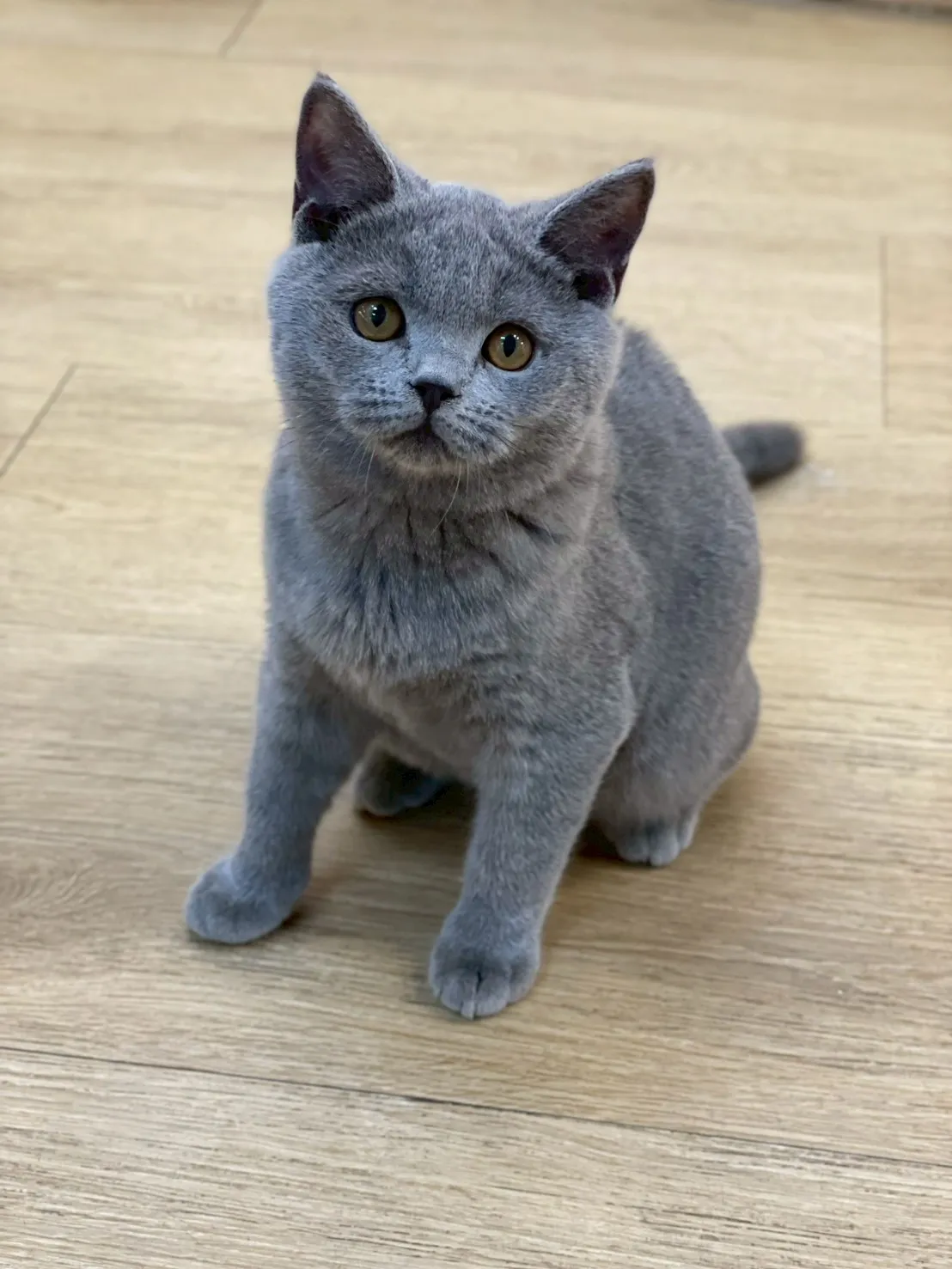 藍貓英短弟弟114/10/20出生(芝麻糖