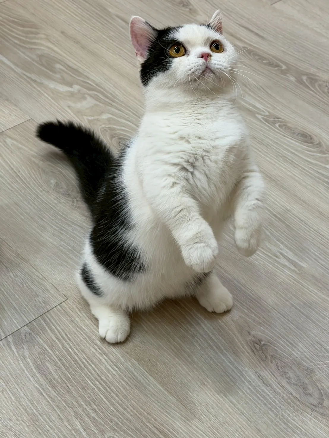 東)黑白曼斥肯-小奶瓶 114/9/3 