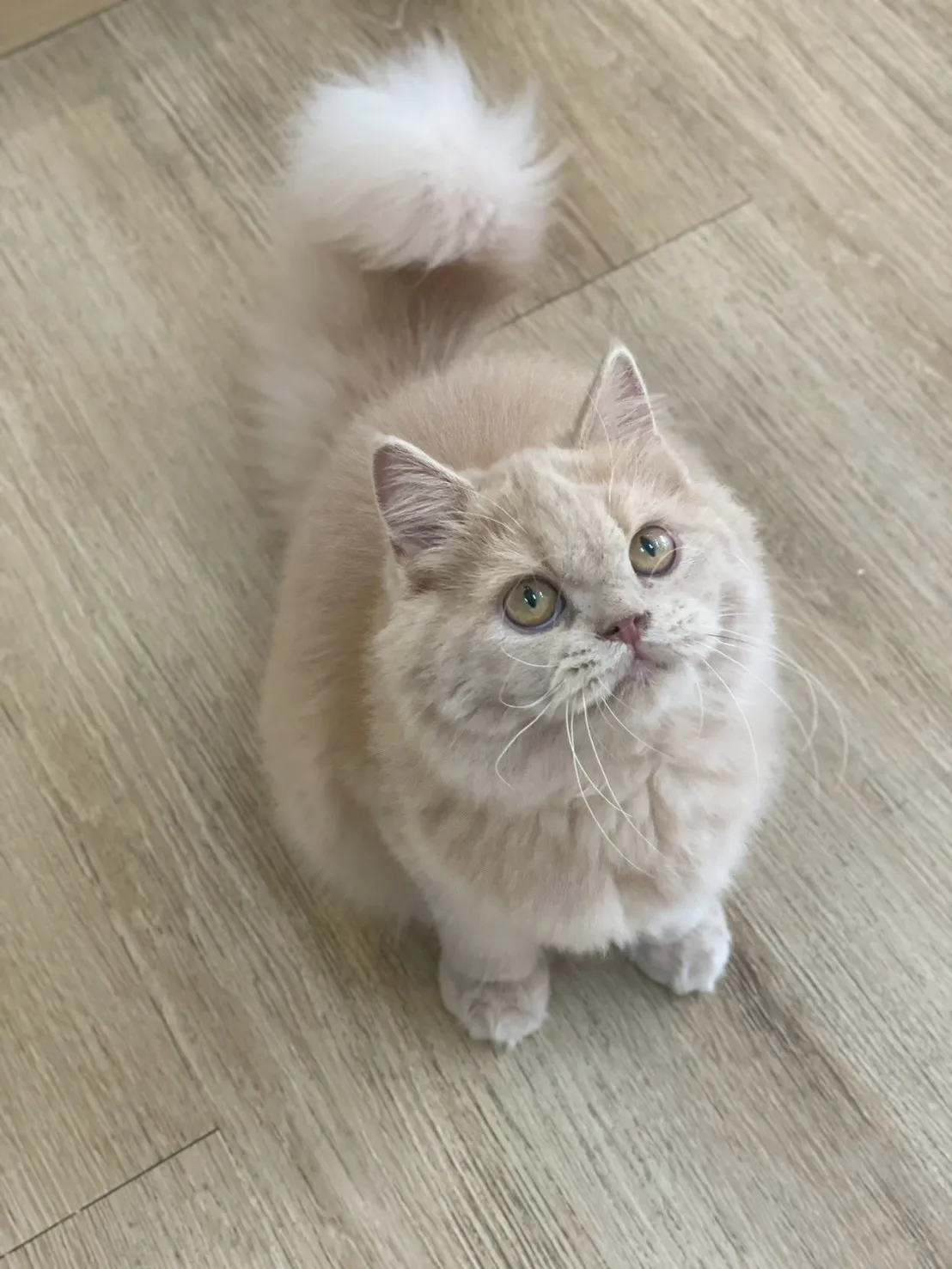 奶油英長妹妹出生114/11/7出生(咖妃