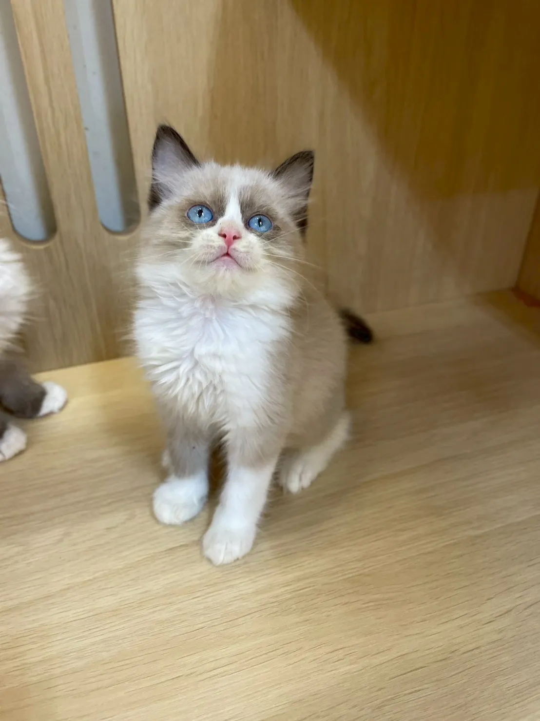 海豹雙色布偶妹妹出生115/01/27出生(糖糖