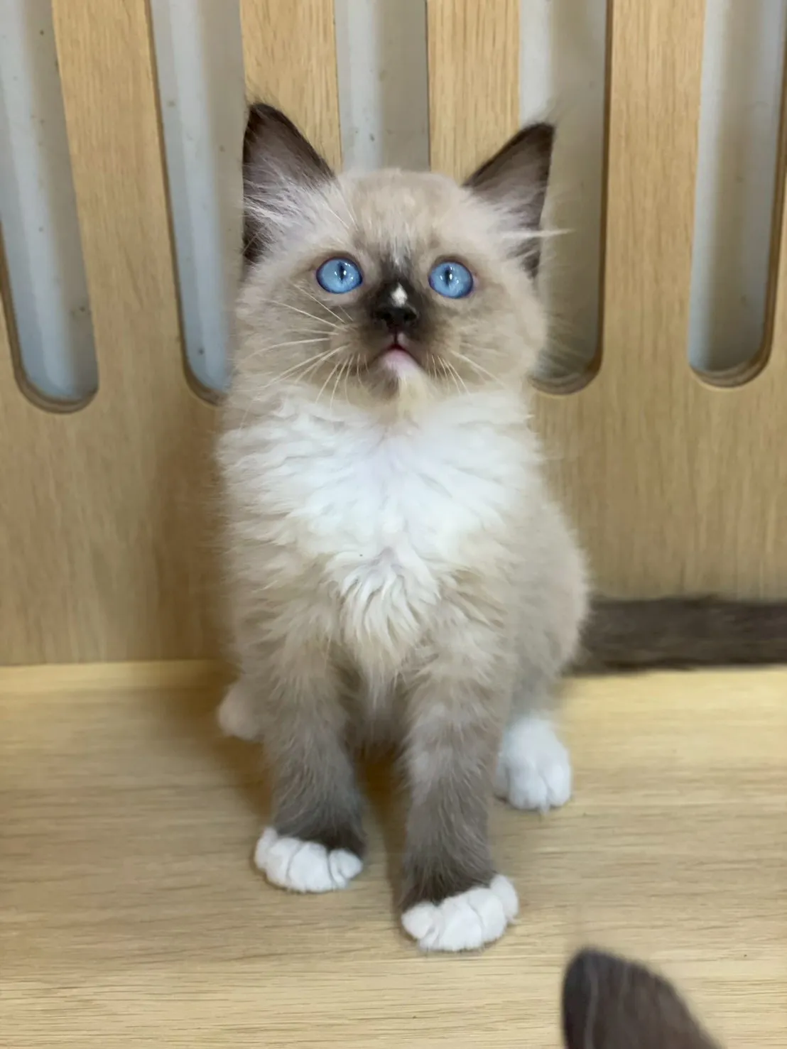 重點色布偶弟弟出生115/01/27出生(米米