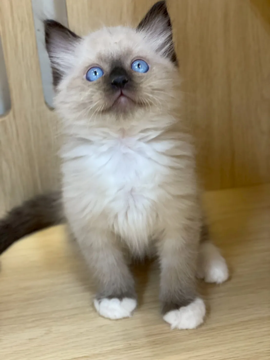 重點色布偶弟弟出生115/01/27出生(球球