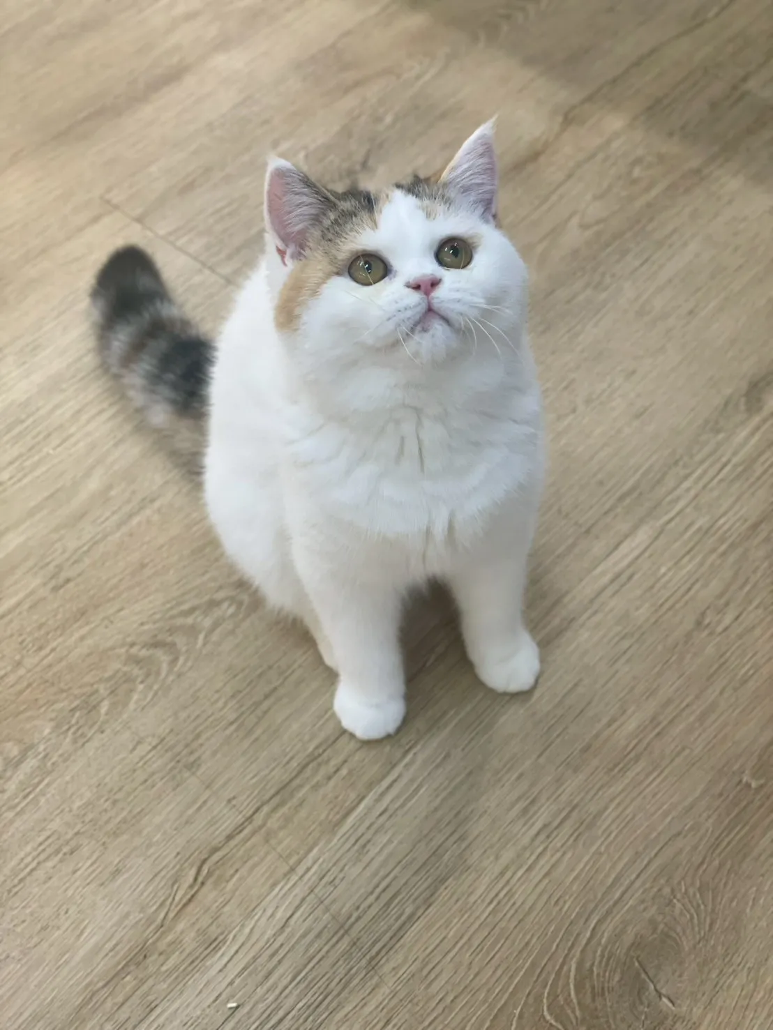 三花英短妹妹114/10/05出生(小花