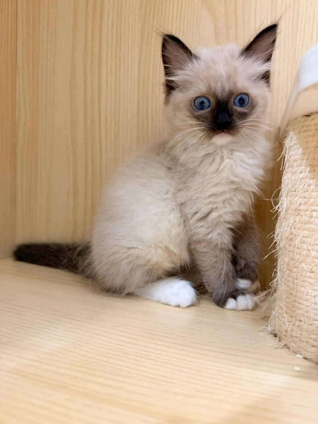 東)重點色布偶 妹妹-南奶  115/1/27