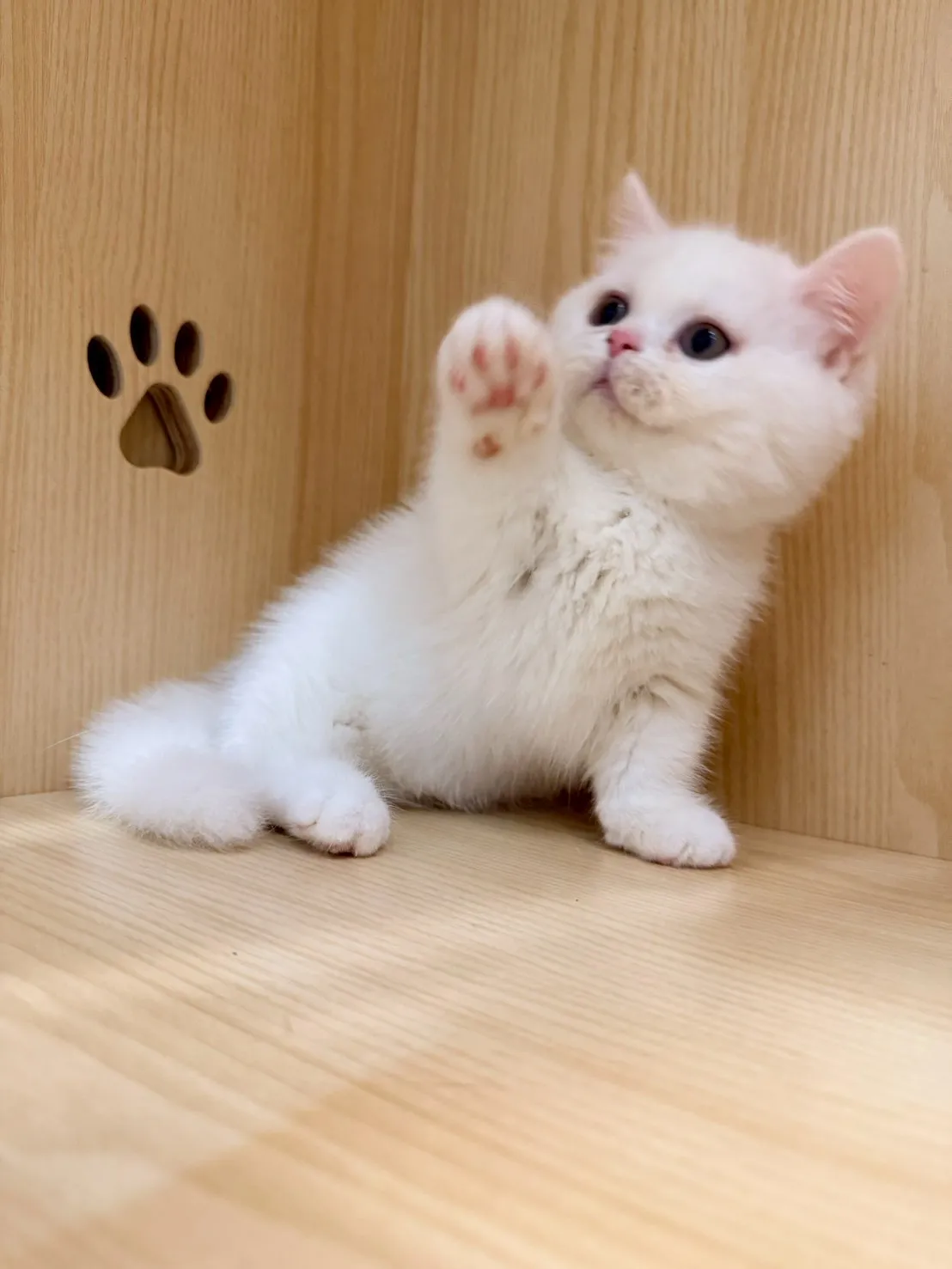 東)曼斥肯妹妹 -蒜香  115/1/13