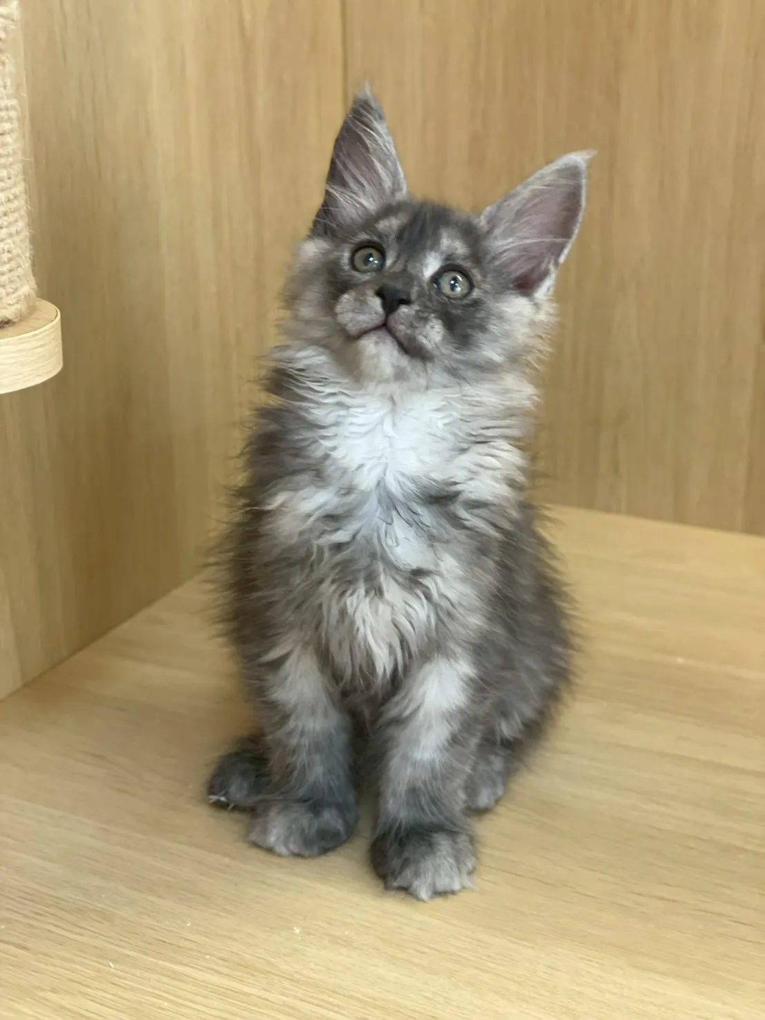 銀煙燻緬因妹妹出生115/02/05出生