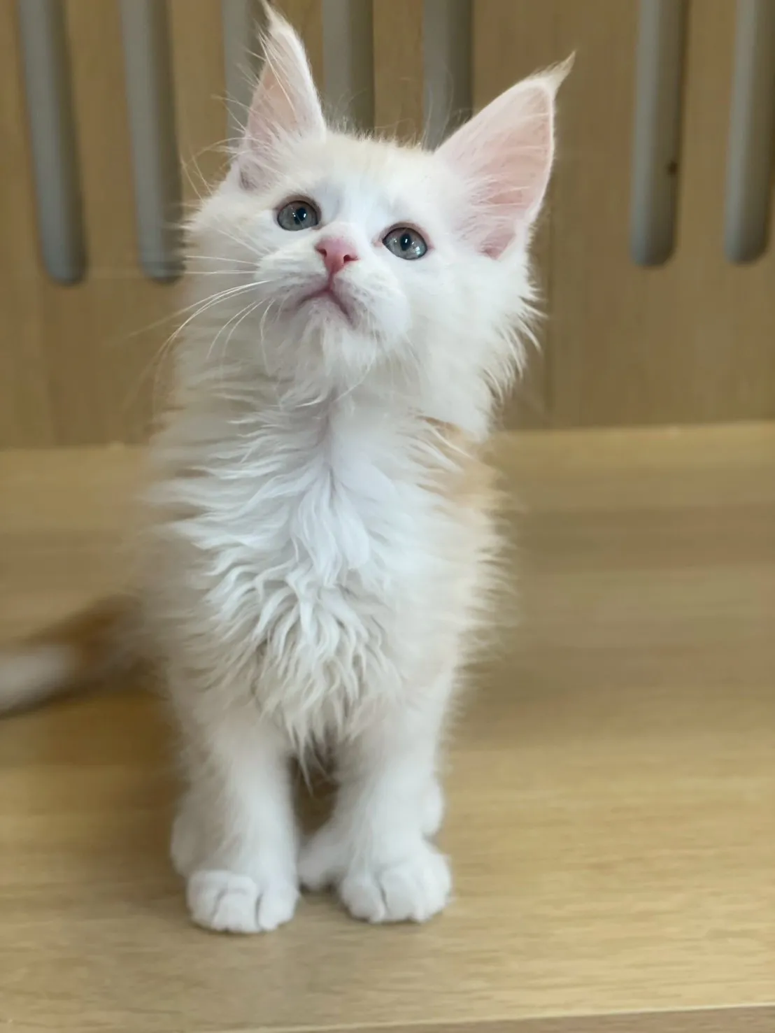 凱米爾緬因弟弟出生115/02/05出生