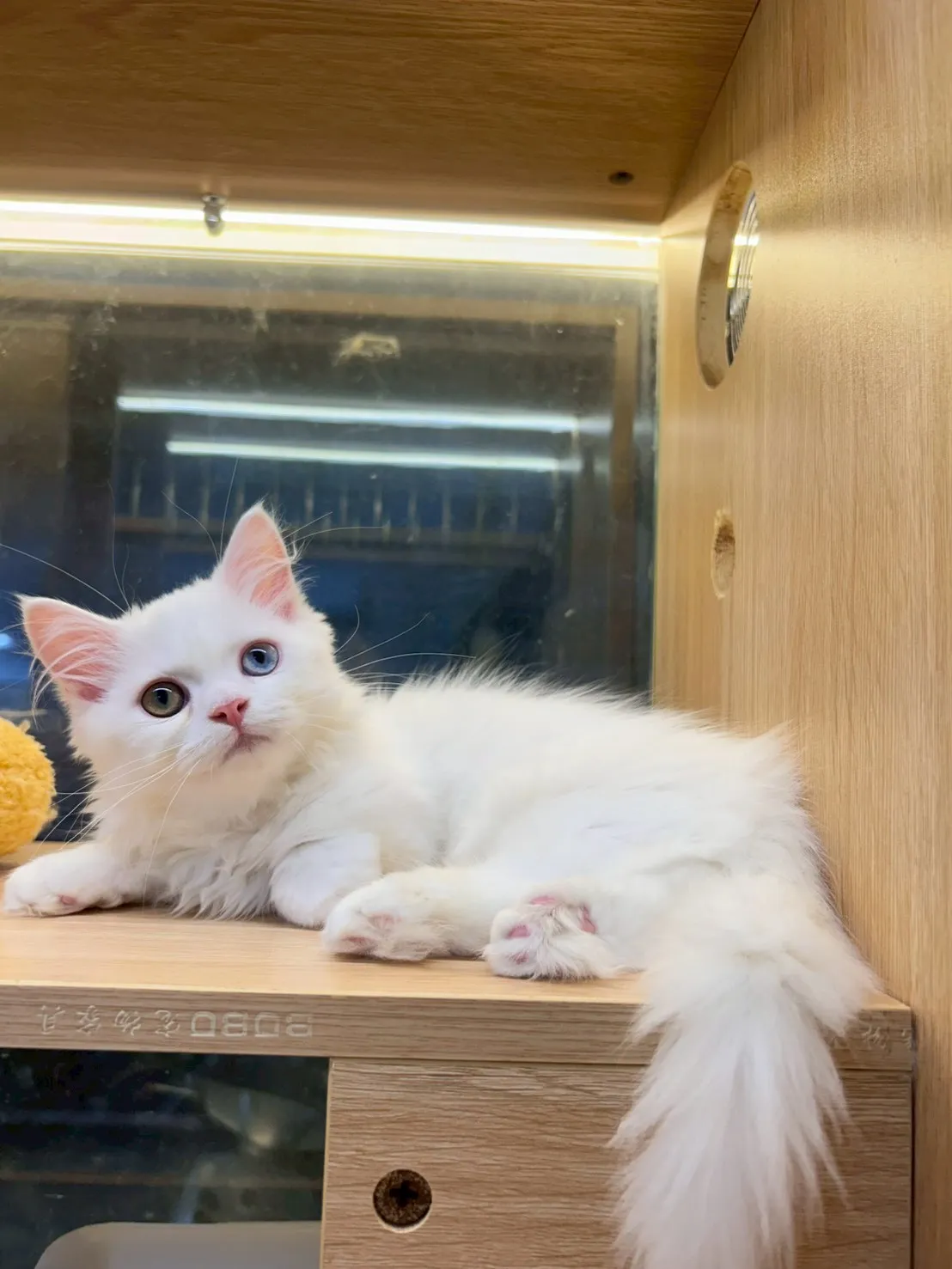 異瞳白小步舞曲妹妹115/01/05出生(白糰糰