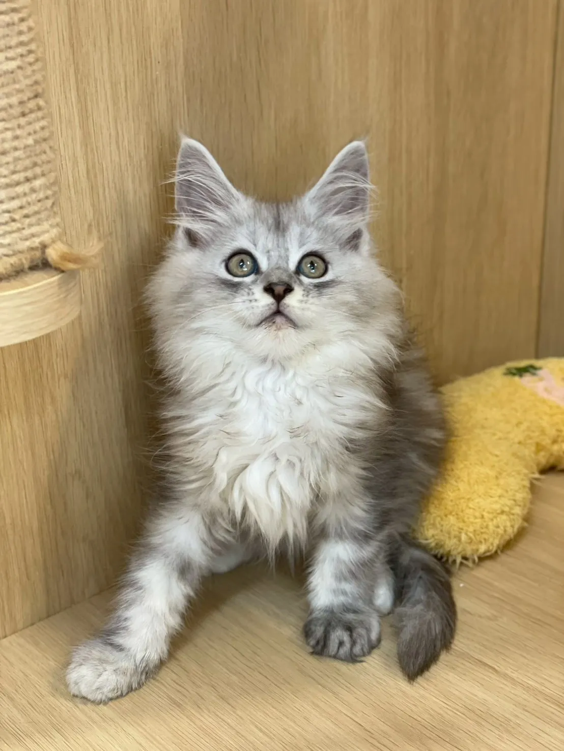 銀虎斑緬因弟弟出生115/02/07出生(蕎麥