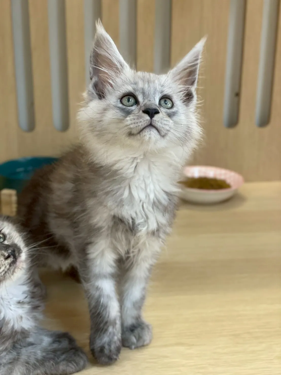 銀煙燻緬因弟弟出生115/02/07出生(普洱