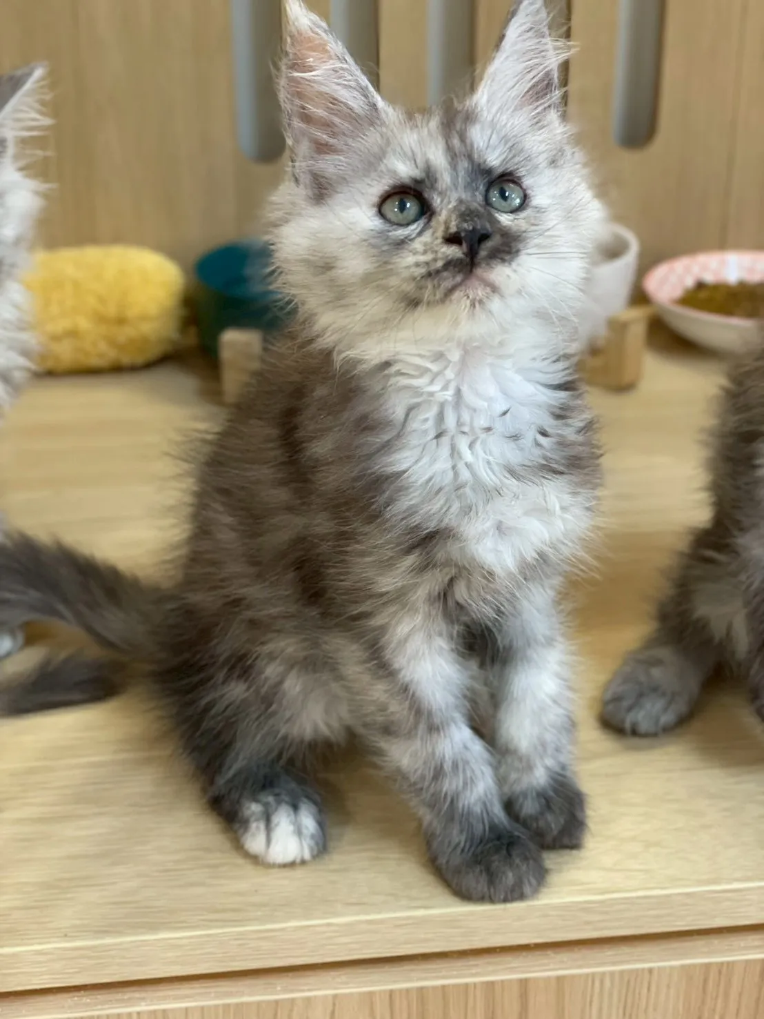 銀煙燻緬因妹妹出生115/02/07出生(玄米