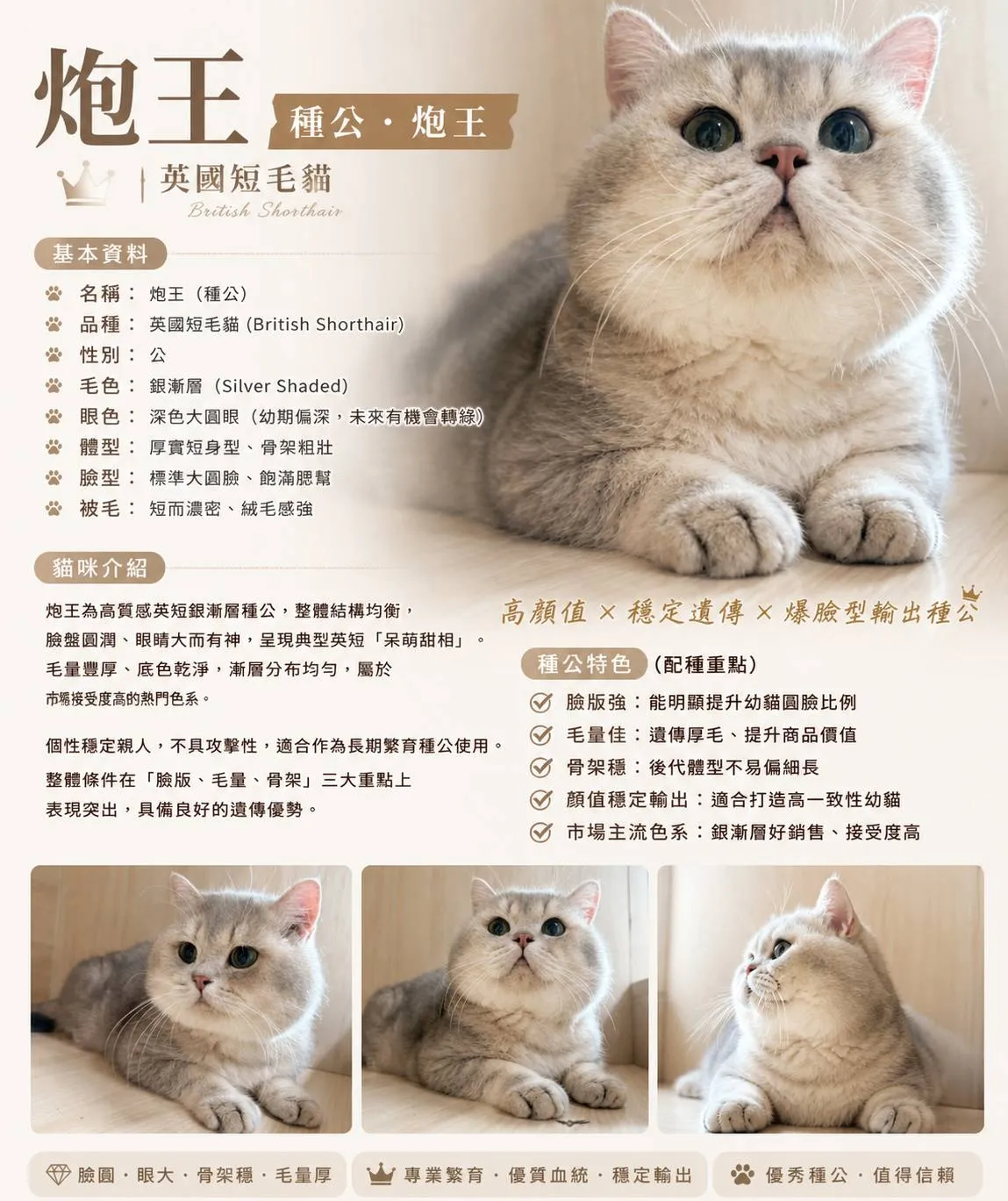 藍金漸層種公(砲王)