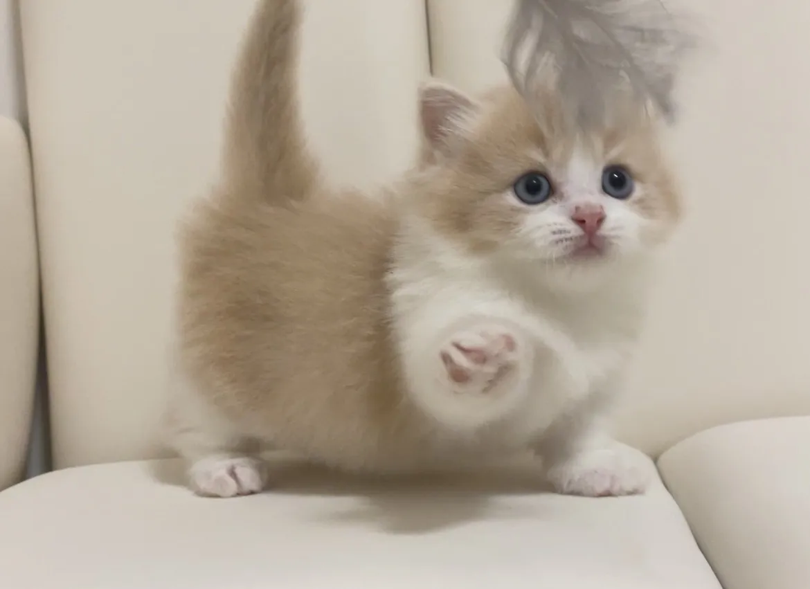 奶油白正賓士小步舞曲弟弟113/6/27出生(已有家長)